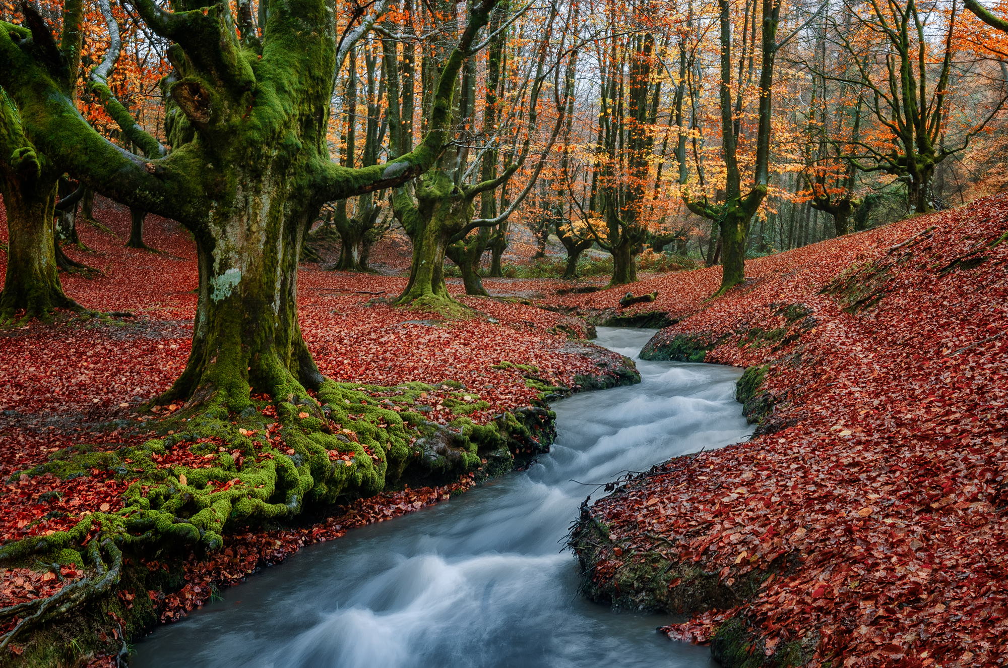 El bosque mas famoso